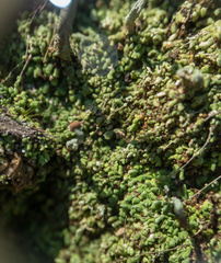 Cladonia peziziformis