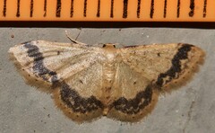 Idaea trypheropa