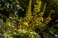 Mezoneuron brachycarpum