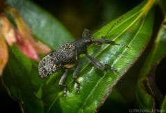 Isacantha rhinotioides