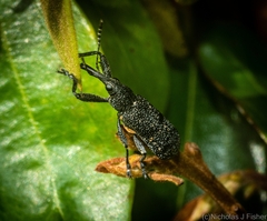 Isacantha rhinotioides