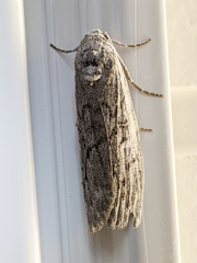 Heteromicta pachytera