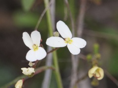 Stylidium piliferum