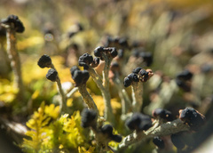 Cladonia peziziformis