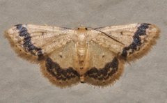Idaea trypheropa