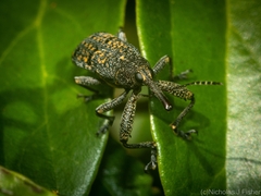 Isacantha rhinotioides
