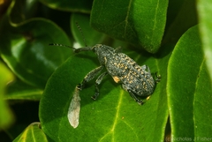 Isacantha rhinotioides