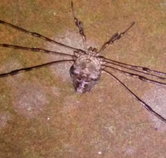 Dicranopalpus