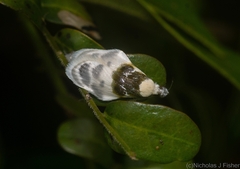 Callimima lophoptera