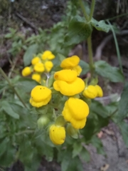 Calceolaria thyrsiflora