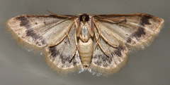 Idaea trypheropa