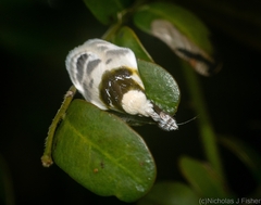 Callimima lophoptera