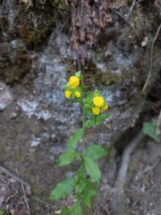 Calceolaria thyrsiflora