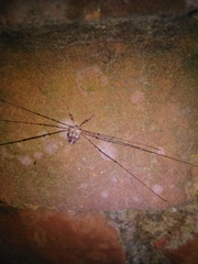 Dicranopalpus