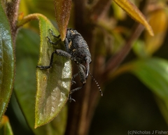 Isacantha rhinotioides