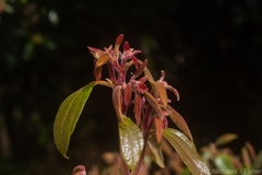 Cryptocarya triplinervis pubens