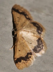 Idaea trypheropa