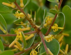 Persoonia stradbrokensis