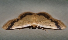 Idaea trypheropa