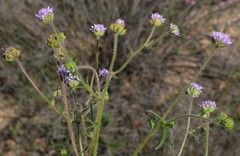 Phyllopodium cephalophorum