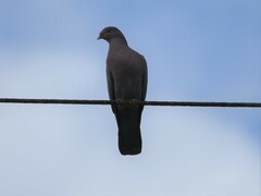 Patagioenas flavirostris