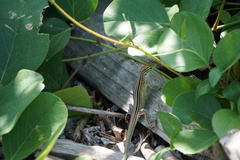 Cnemidophorus gaigei