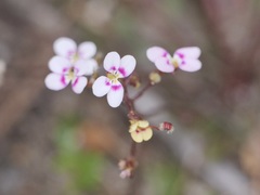 Stylidium caespitosum