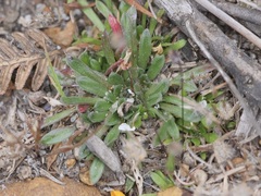 Stylidium caespitosum