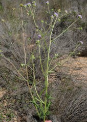 Phyllopodium cephalophorum