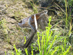 Chioides