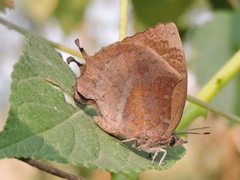 Mahathala ameria