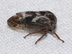 Ophiderma