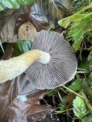 Leratiomyces percevalii