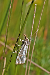 Thisanotia chrysonuchella
