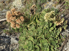Aeonium haworthii