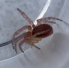 Cytaea alburna