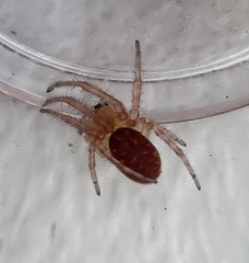 Cytaea alburna