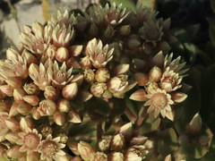 Aeonium haworthii