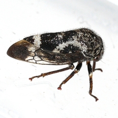 Ophiderma