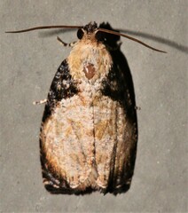 Sycacantha