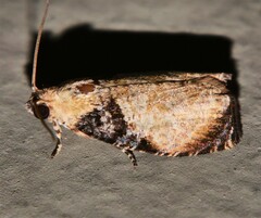 Sycacantha