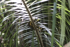 Boiga melanota