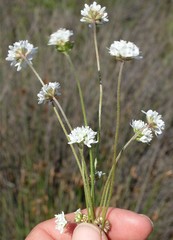 Phyllopodium capillare
