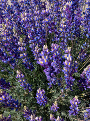 Lupinus excubitus