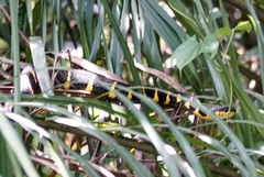 Boiga melanota