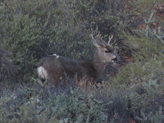 Odocoileus hemionus eremicus