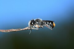 Megachile ferox