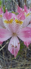 Alstroemeria hookeri