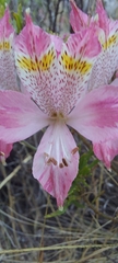 Alstroemeria hookeri