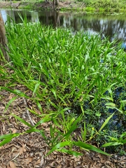 Hymenachne amplexicaulis